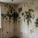 Cum să elimini riscurile apariției de mucegai prin materiale și tehnici de renovare casă